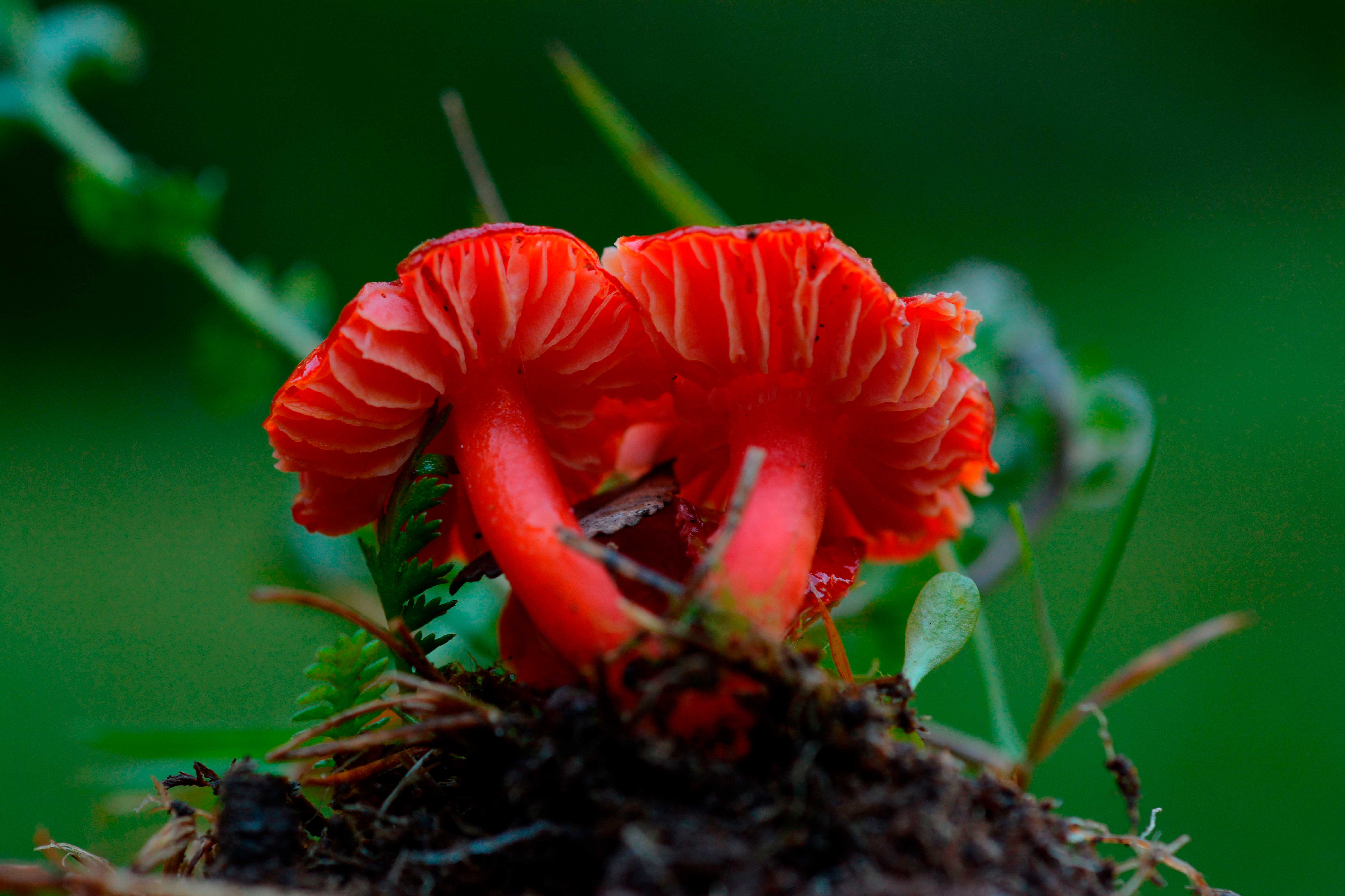 Festival Micelio Austral en Patagonia