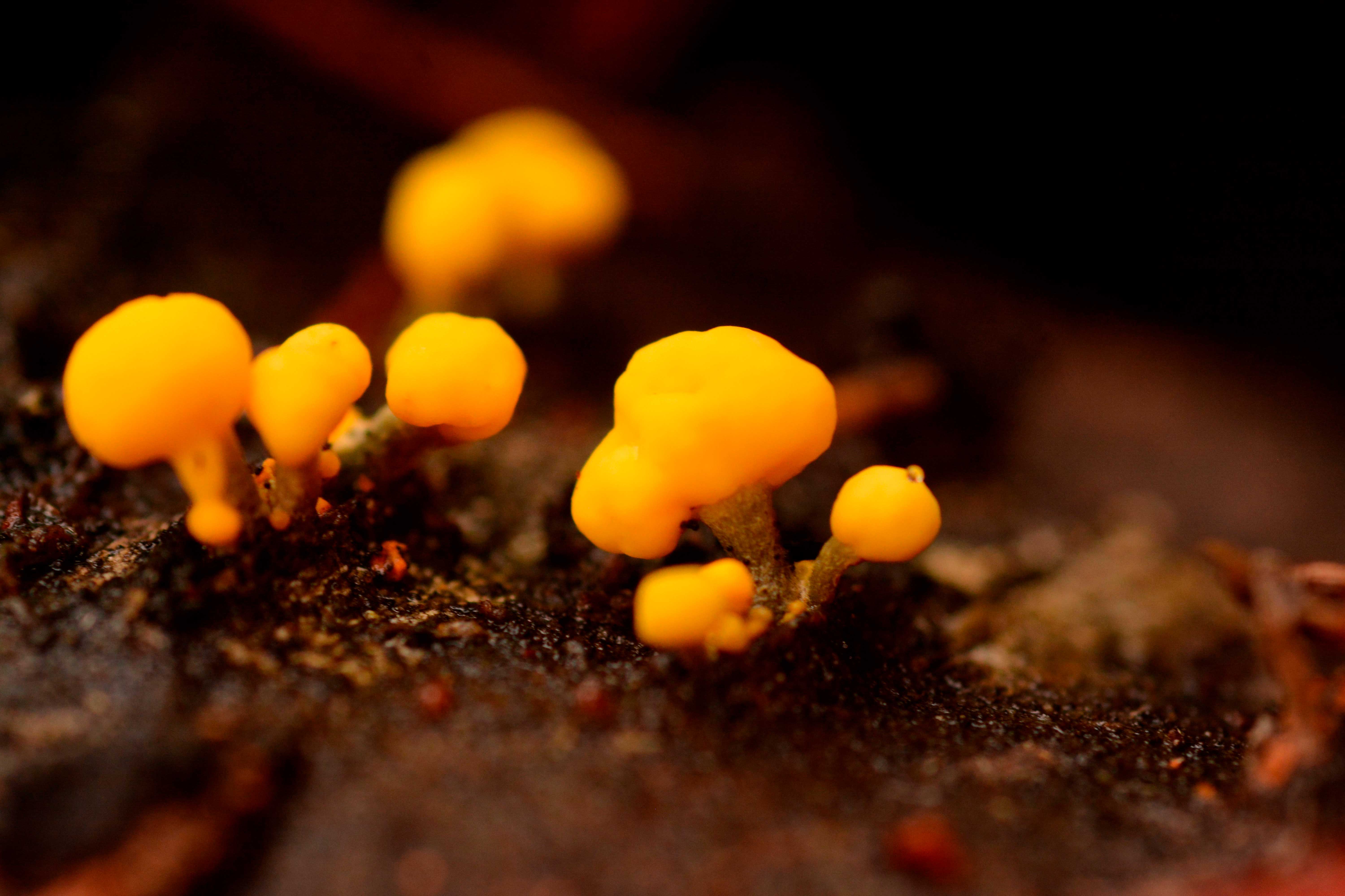 Participantes del festival de hongos en Magallanes