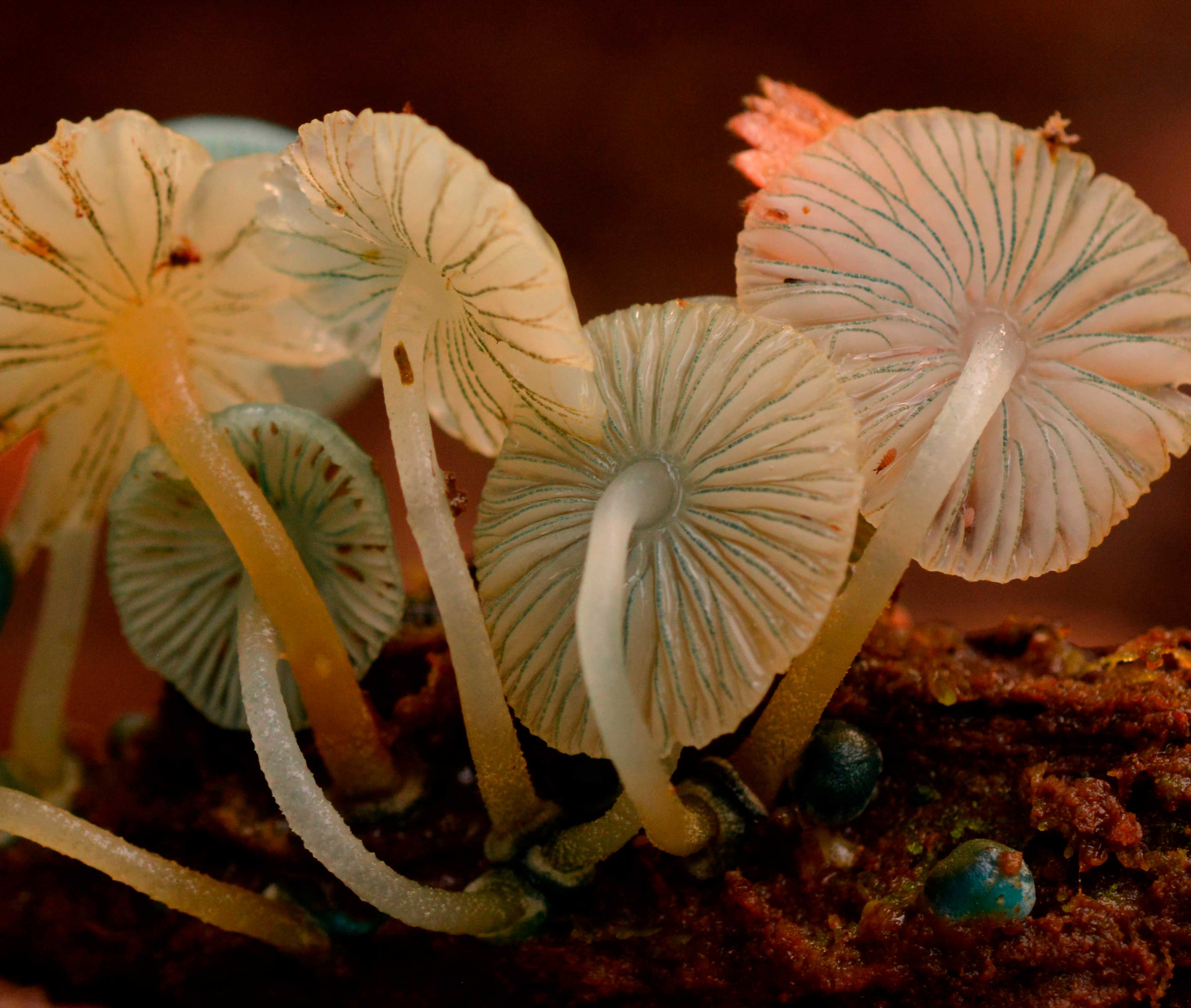 Hongos del ecosistema subantártico